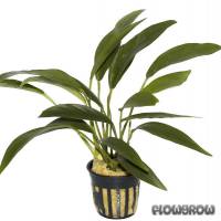 Anubias barteri var. angustifolia - Flowgrow Aquatic Plant Database