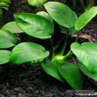 Anubias barteri var. nana - Flowgrow Aquatic Plant Database