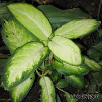 Dieffenbachia spp. - Flowgrow Aquatic Plant Database