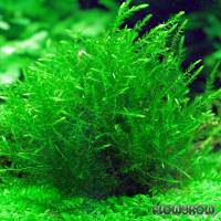 Fontinalis antipyretica - Flowgrow Aquatic Plant Database