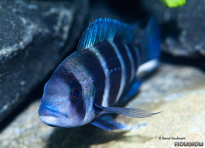 Cyphotilapia frontosa - Tanganjikabeulenkopf - Flowgrow Fisch-Datenbank