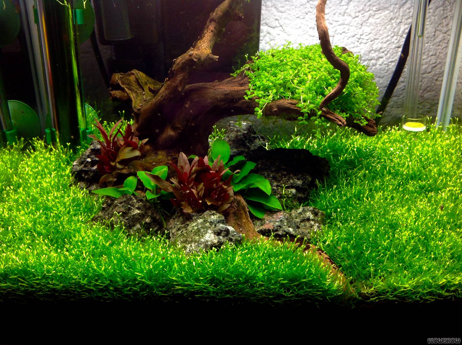 30l Becken - Flowgrow Aquascape/Aquarium Database