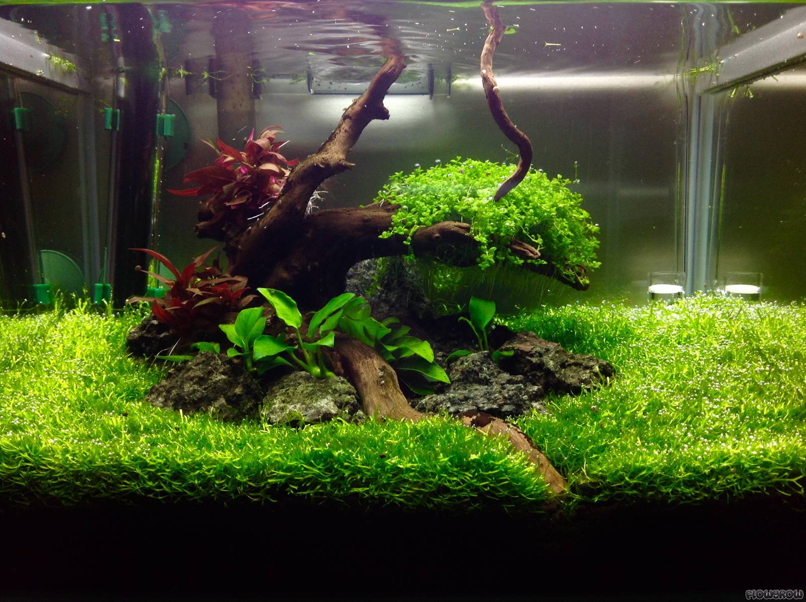 30l Becken - Flowgrow Aquascape/Aquarium Database