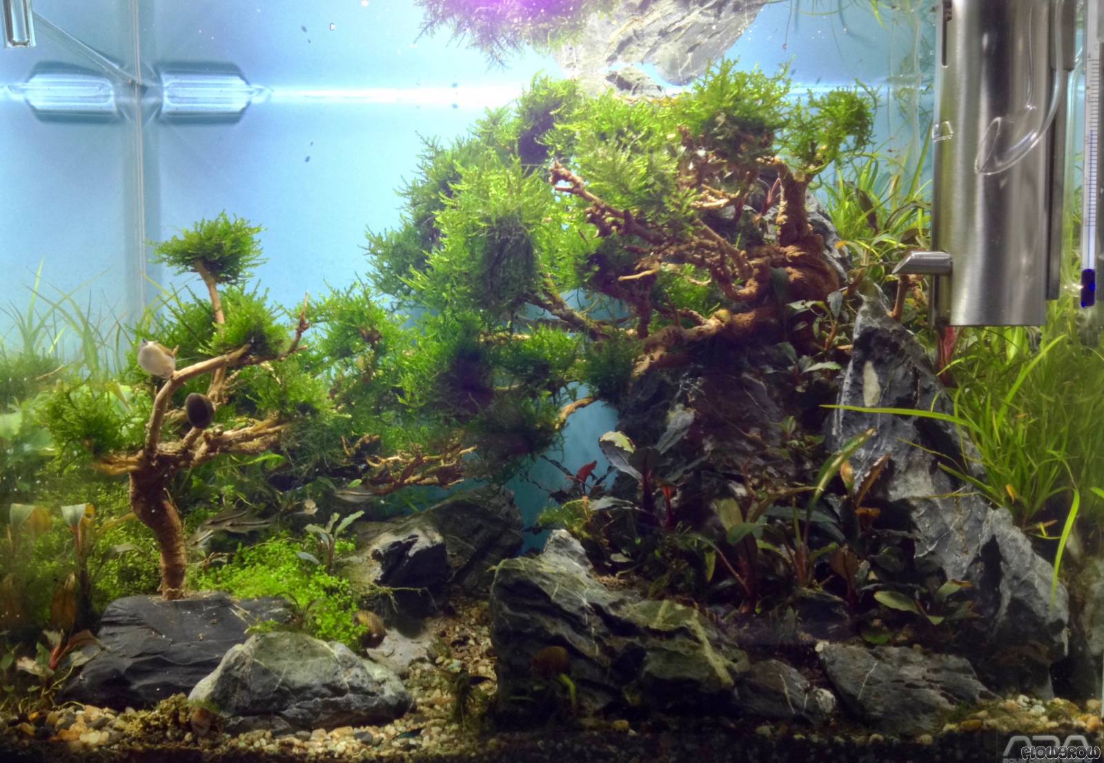 Bonsai Cube - Flowgrow Aquascape/Aquarium Database