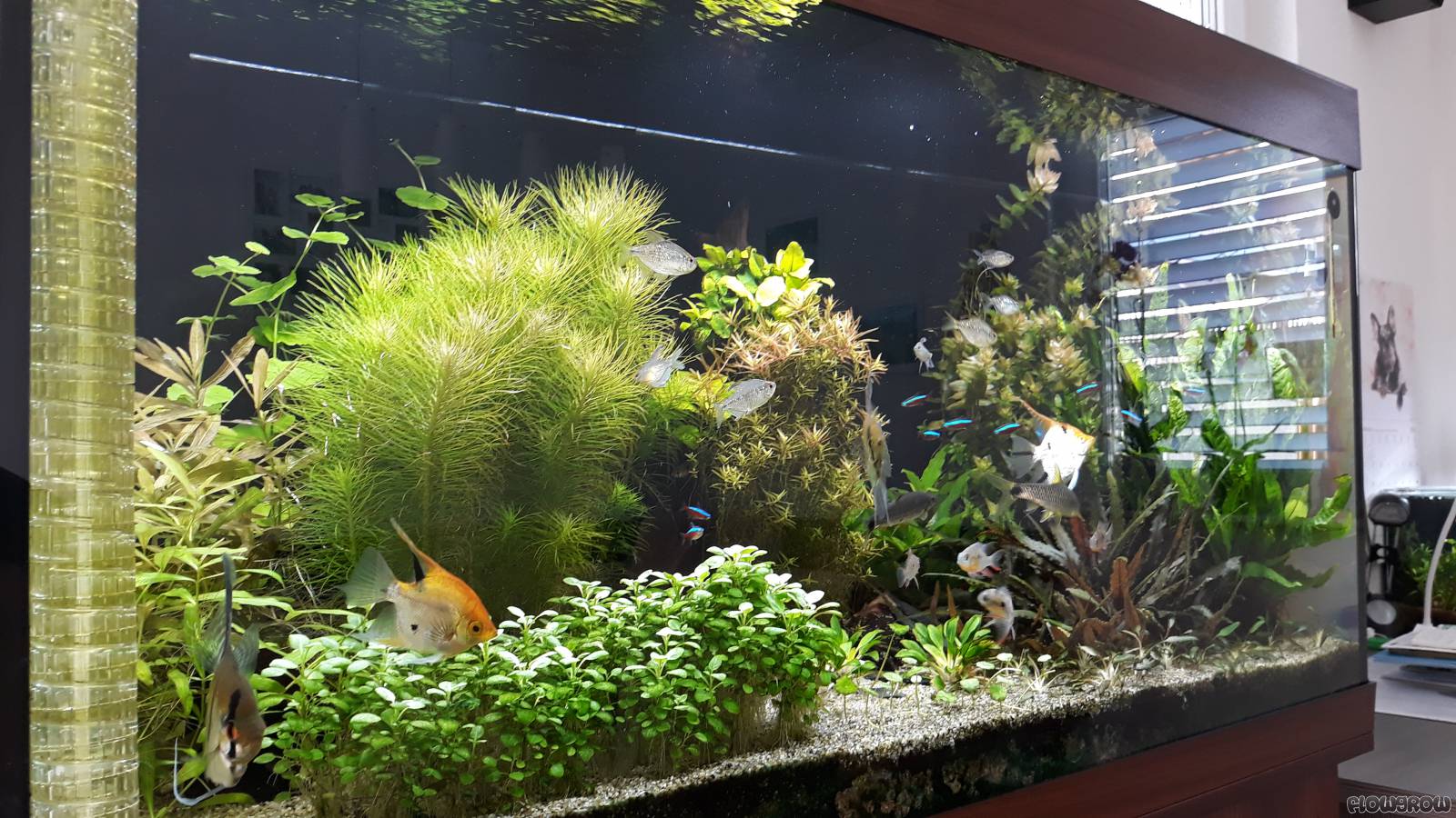 Gesellschaftsaquarium 300 liter - Flowgrow Aquascape/Aquarium Database