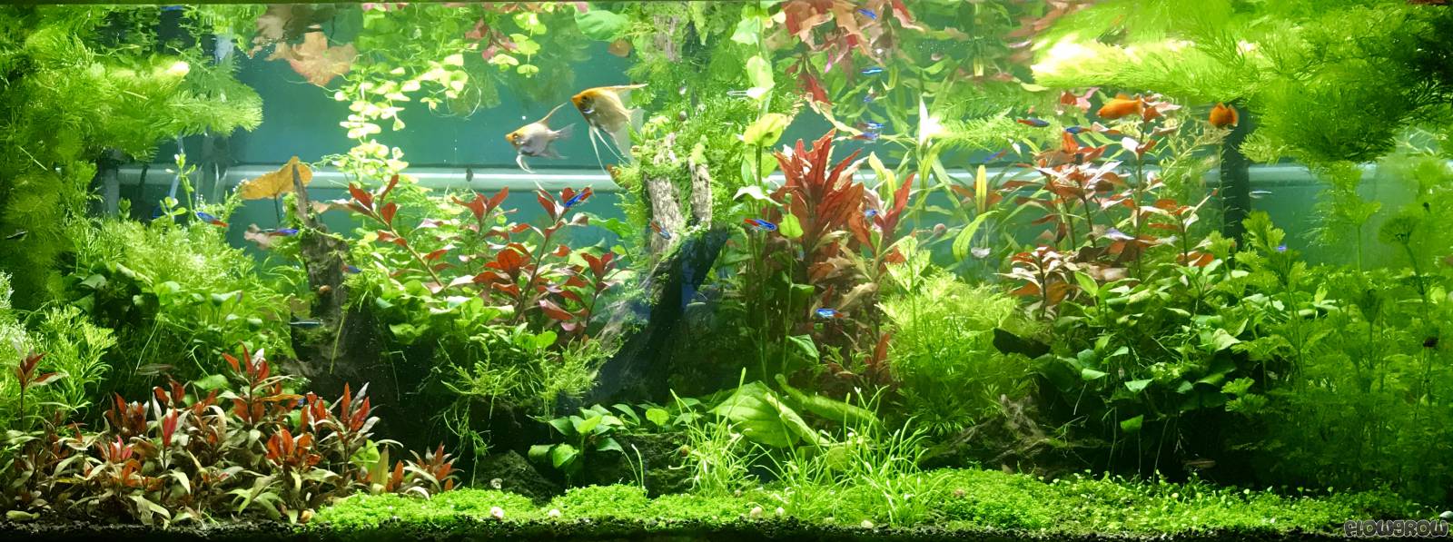 Hauptsache Farbe - Flowgrow Aquascape/Aquarium Database