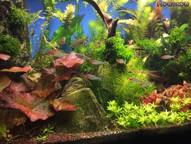 Buntes Allerlei - Flowgrow Aquascape/Aquarium Database