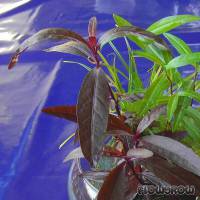 Alternanthera sessilis - Sitzendes Papageienblatt - Flowgrow Wasserpflanzen-Datenbank