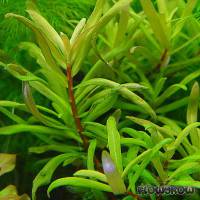Ammannia pedicellata - Gestielte Nesaea - Flowgrow Wasserpflanzen-Datenbank
