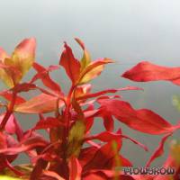 Ammannia praetermissa - Rotgrüne Nesaea - Flowgrow Wasserpflanzen-Datenbank