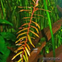 Ammannia senegalensis - Kleine Cognacpflanze - Flowgrow Wasserpflanzen-Datenbank