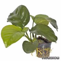 Anubias barteri var. caladiifolia - Caladium-blättriges Speerblatt - Flowgrow Wasserpflanzen-Datenbank