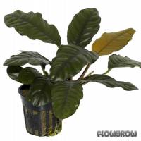 Anubias barteri var. coffeifolia - Kaffeeblättriges Speerblatt - Flowgrow Wasserpflanzen-Datenbank