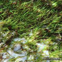 Vesicularia montagnei - Christmas Moss (Tc)