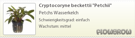 $Cryptocoryne beckettii "Petchii" $Cryptocoryne beckettii "Petchii"