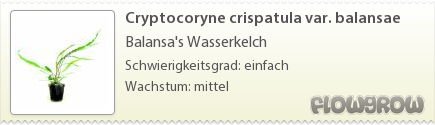 $Cryptocoryne crispatula var. balansae $Cryptocoryne crispatula var. balansae