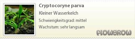 $Cryptocoryne parva $Cryptocoryne parva