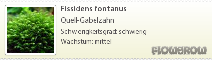$Fissidens fontanus $Fissidens fontanus