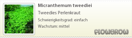 $Micranthemum tweediei $Micranthemum tweediei