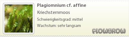 $Plagiomnium cf. affine $Plagiomnium cf. affine