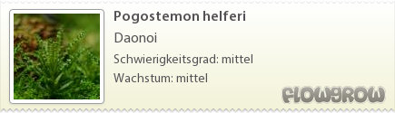 $Pogostemon helferi $Pogostemon helferi