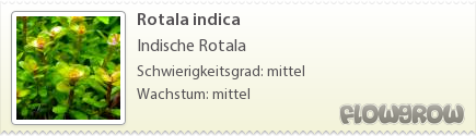 $Rotala indica $Rotala indica
