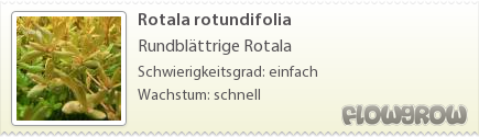 $Rotala rotundifolia $Rotala rotundifolia