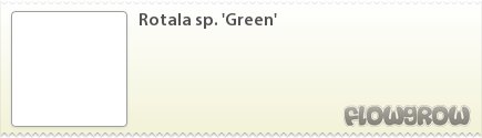 $Rotala sp. 'Green' $Rotala sp. 'Green'