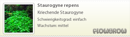 $Staurogyne repens