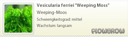 $Vesicularia ferriei "Weeping Moss" $Vesicularia ferriei "Weeping Moss"