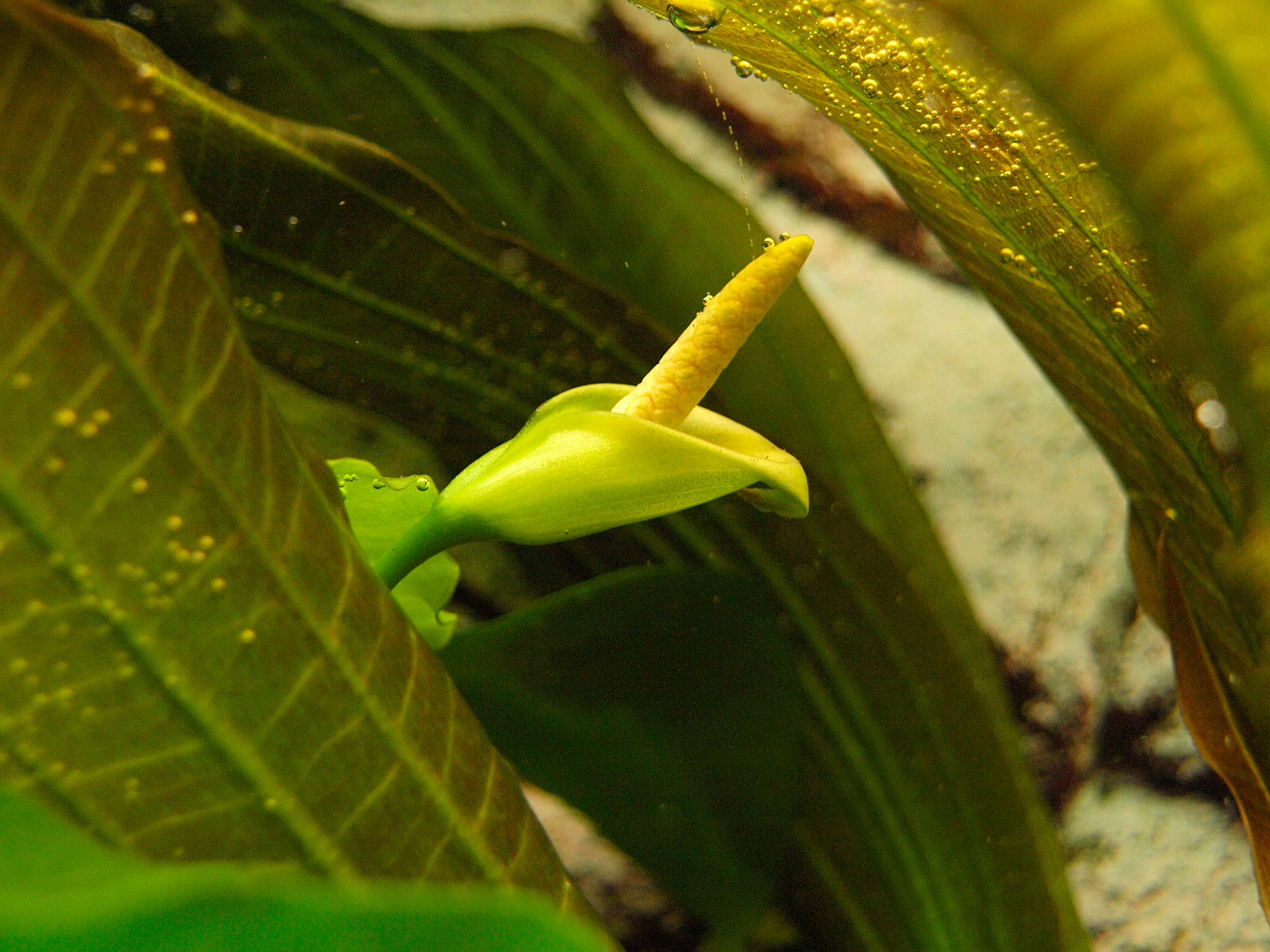 Anubias Barteri Nana Blühte (Submers)