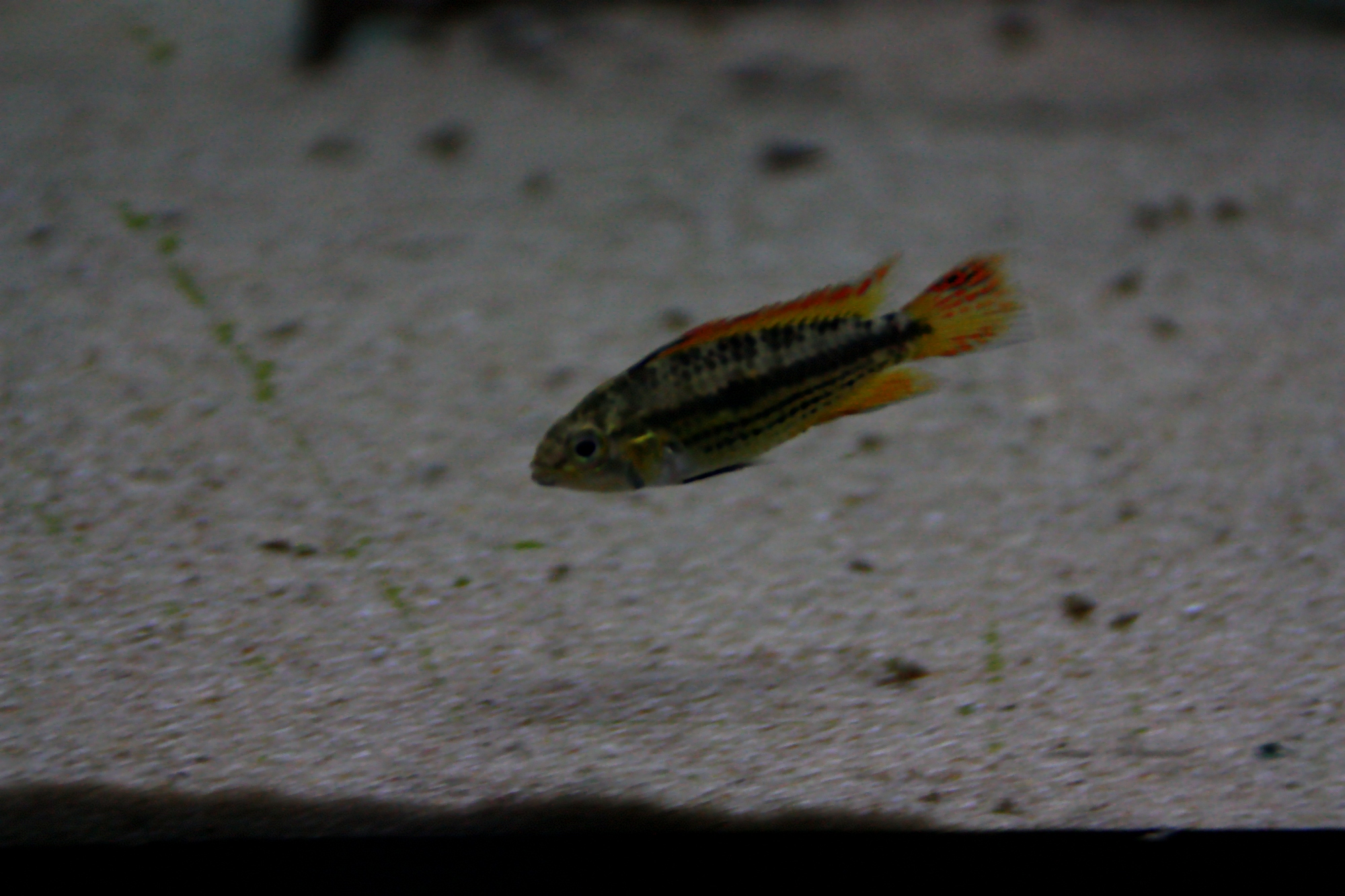 apistogramma cacatuoides double red 03