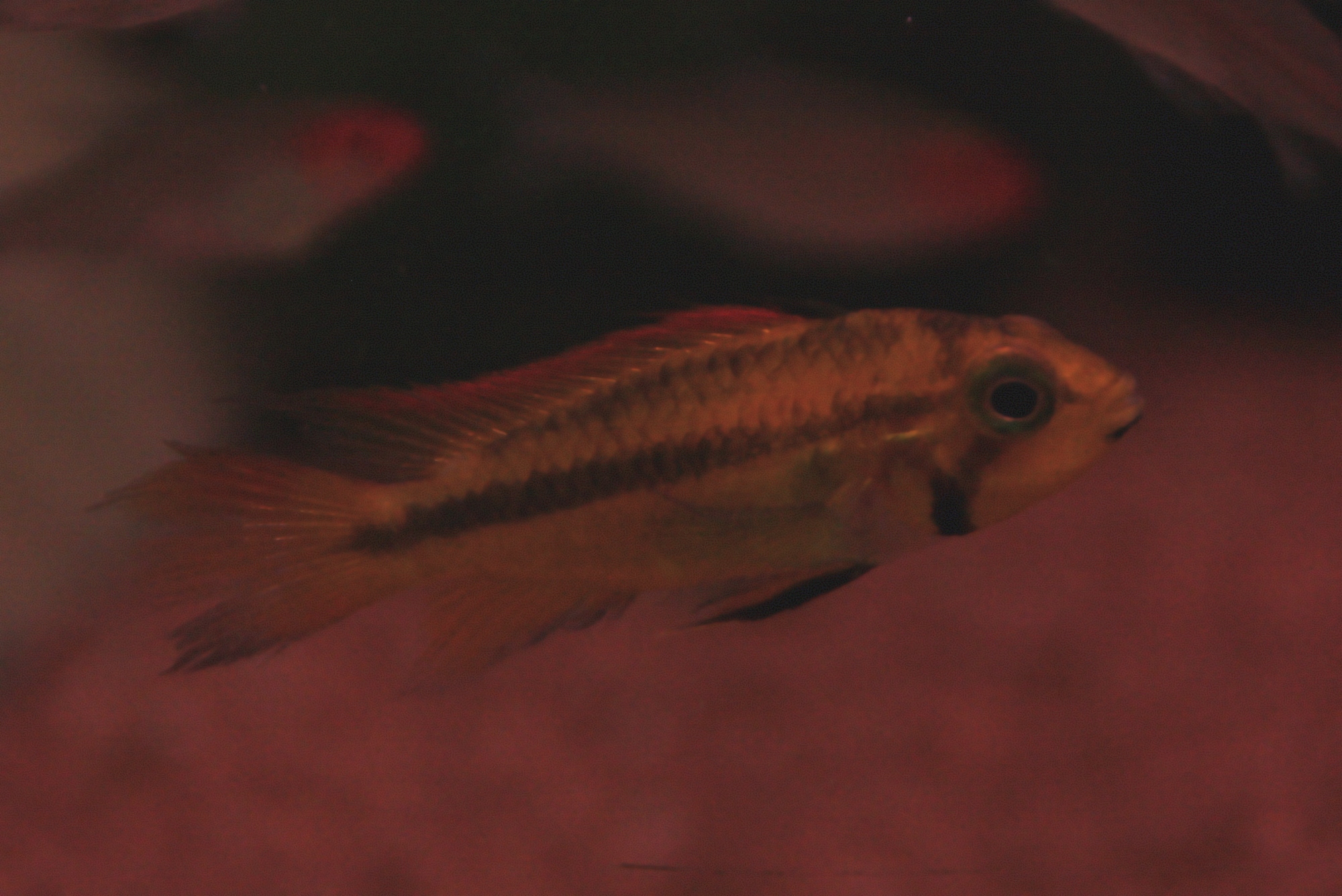 Apistogramma cacatuoides orange 01