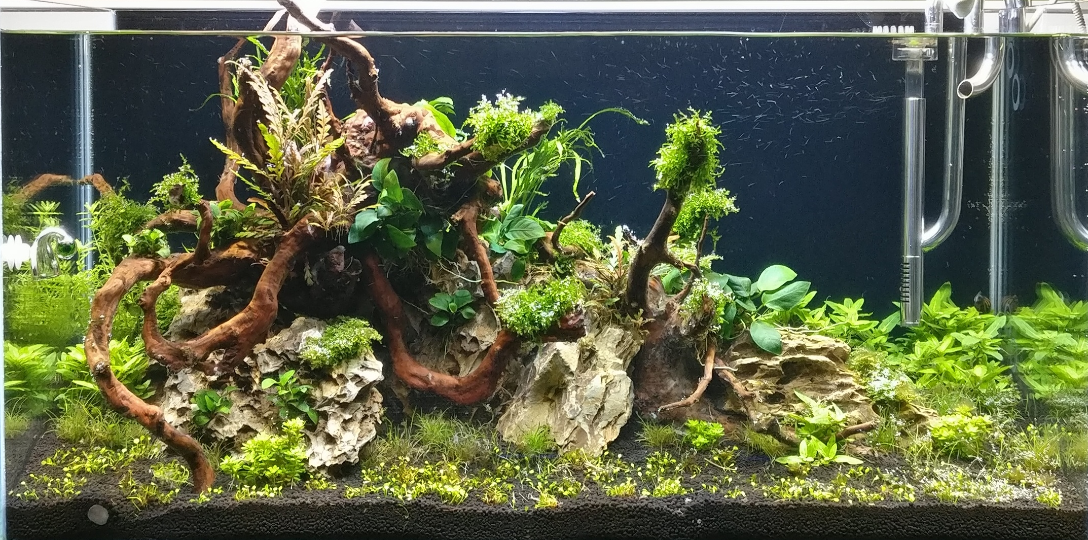 Aquascape