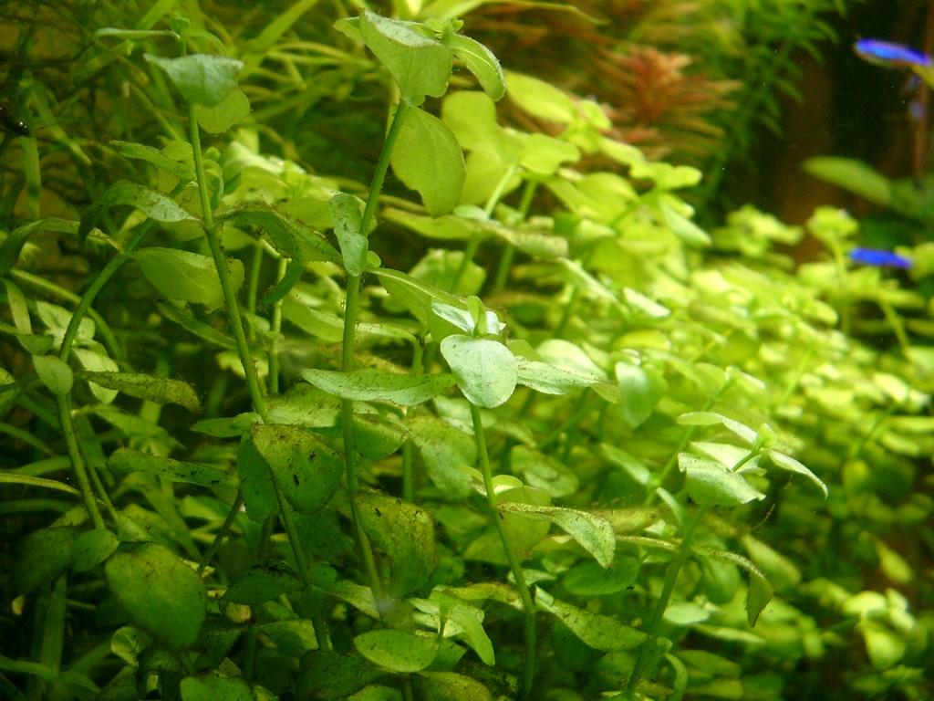 Bacopa Australis - 001