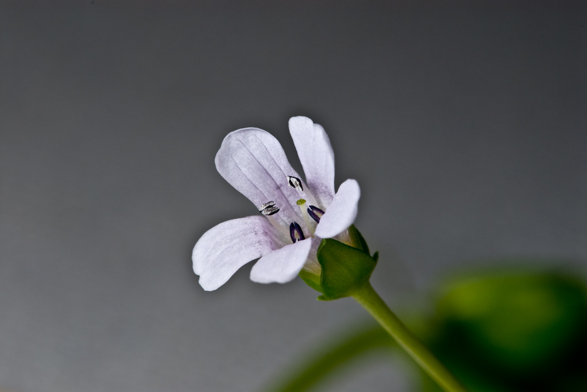 Bacopa monnieri 002