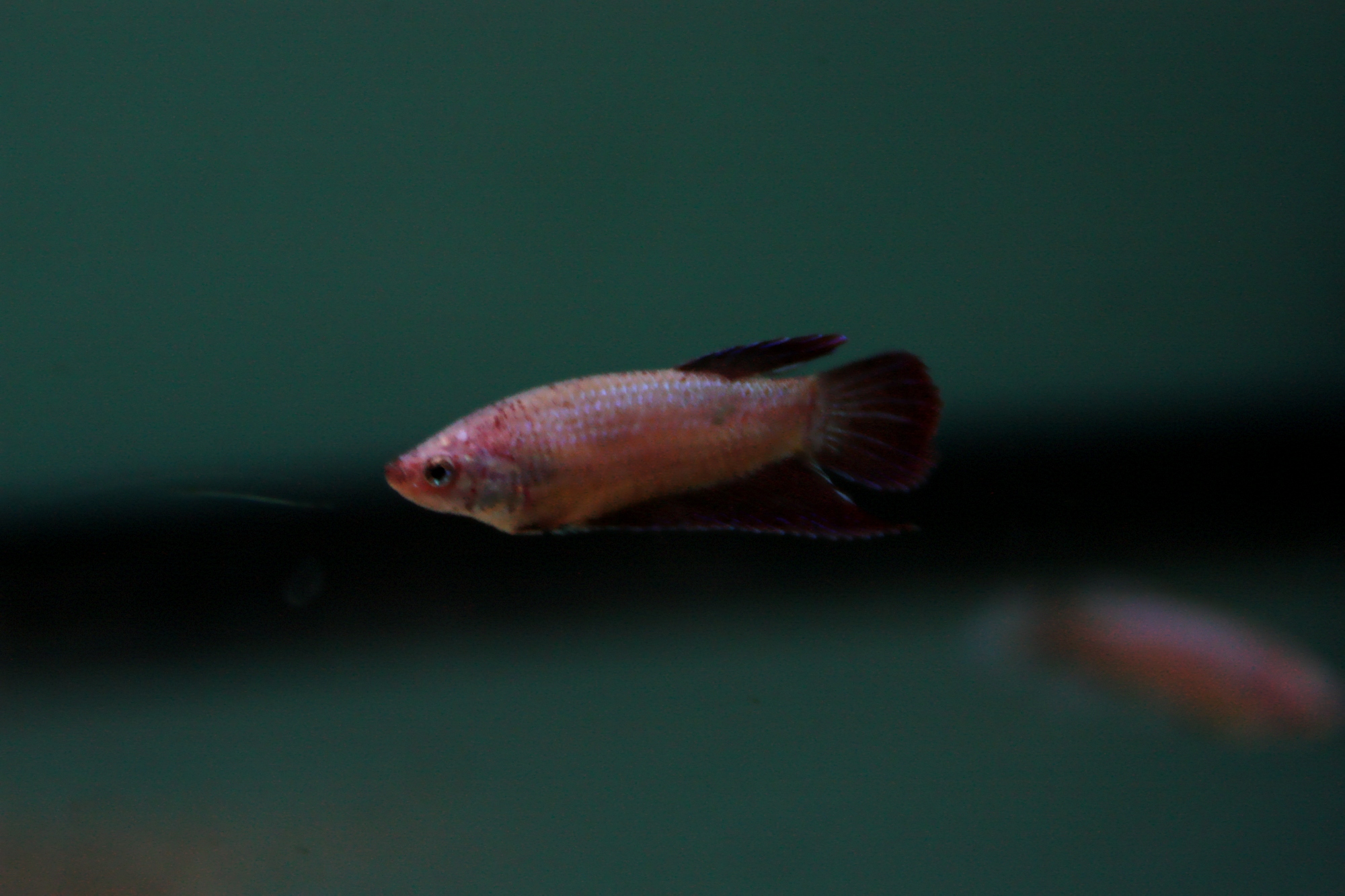 betta splendens 01