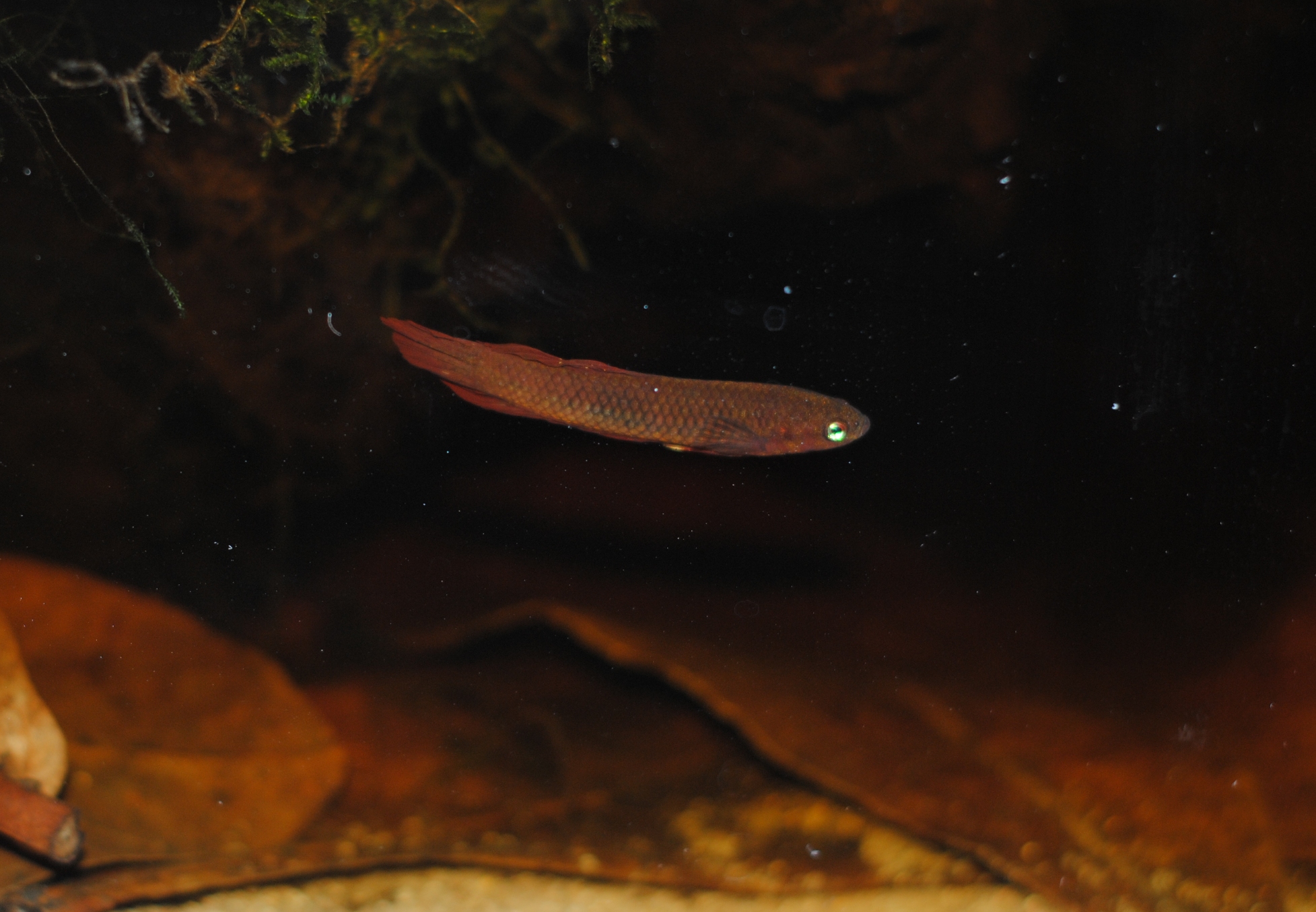 Betta tussyae Männchen