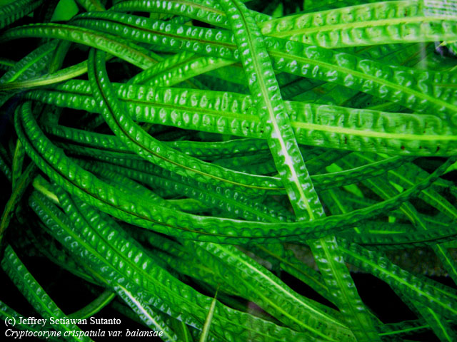 Cryptocoryne Crispatula Balansae