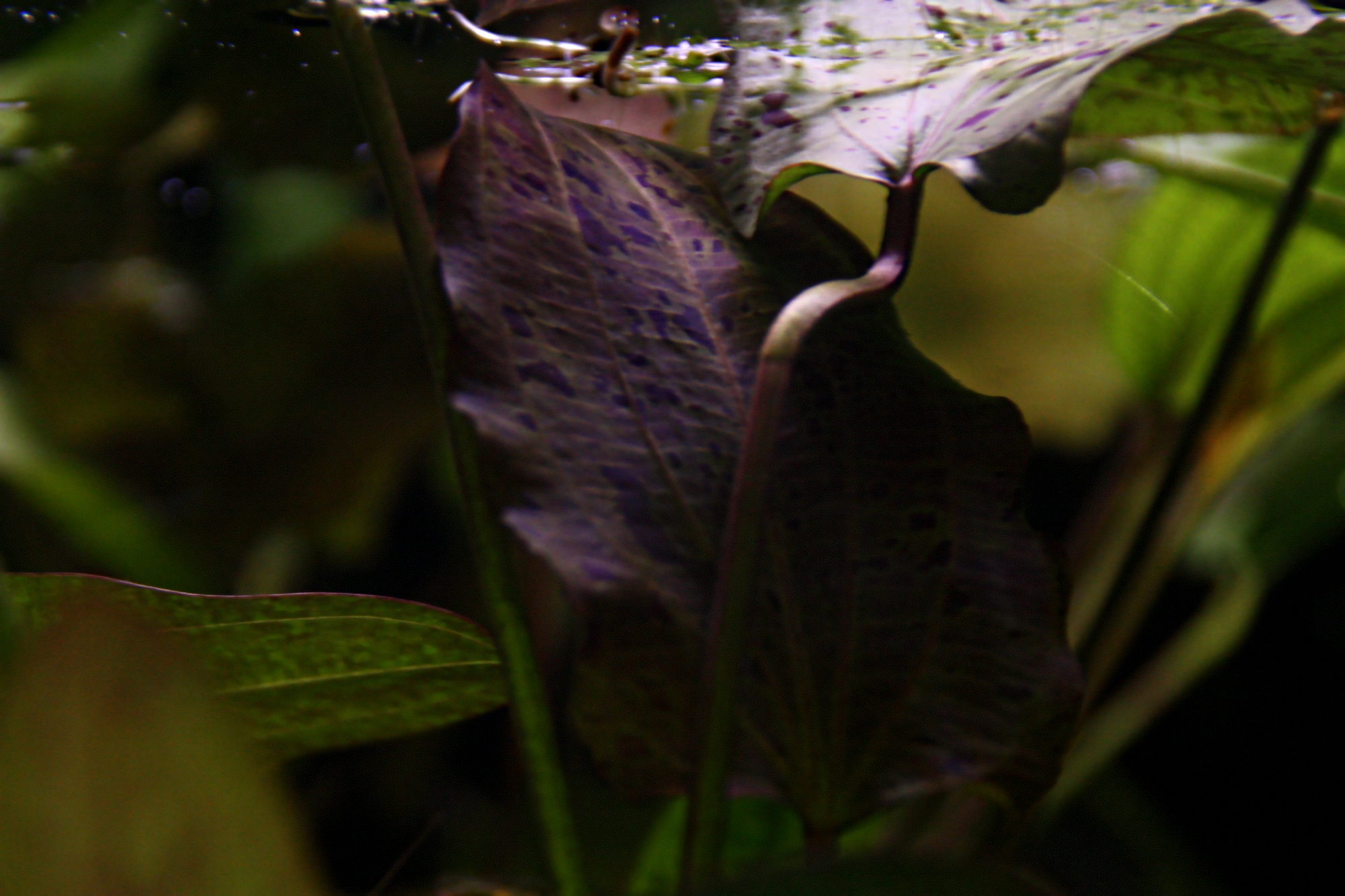 echinodorus ozelot rot 02