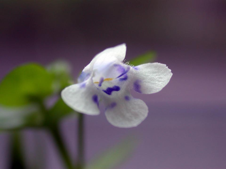 Hedyotis Salzmannii Flower2