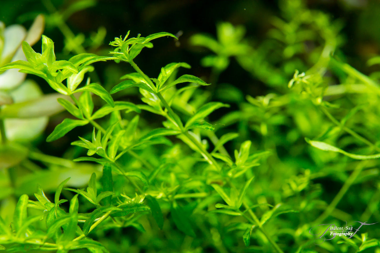 Hemianthus glomeratus