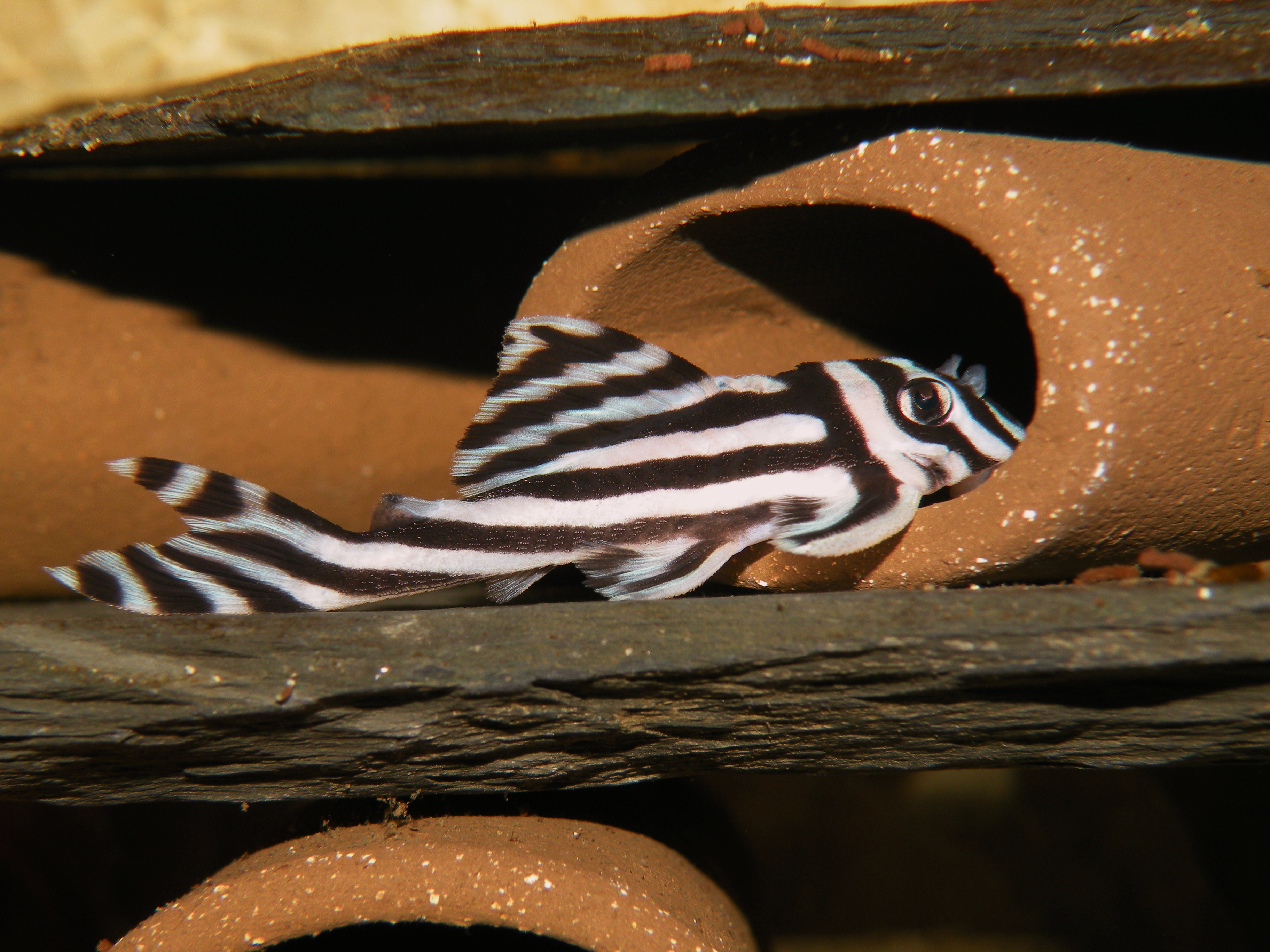 Hypancistrus zebra