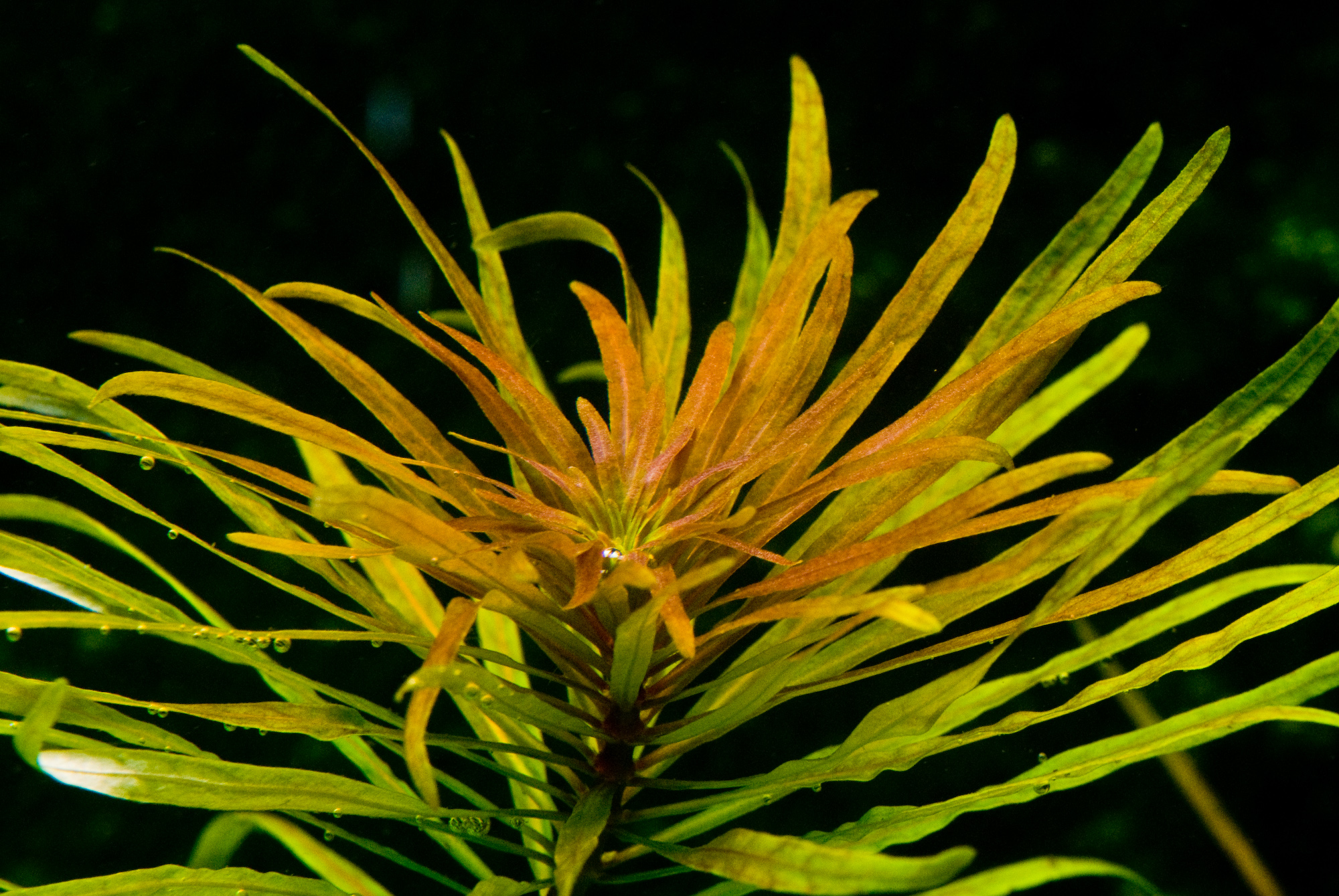 Ludwigia inclinata verticillata cuba 001