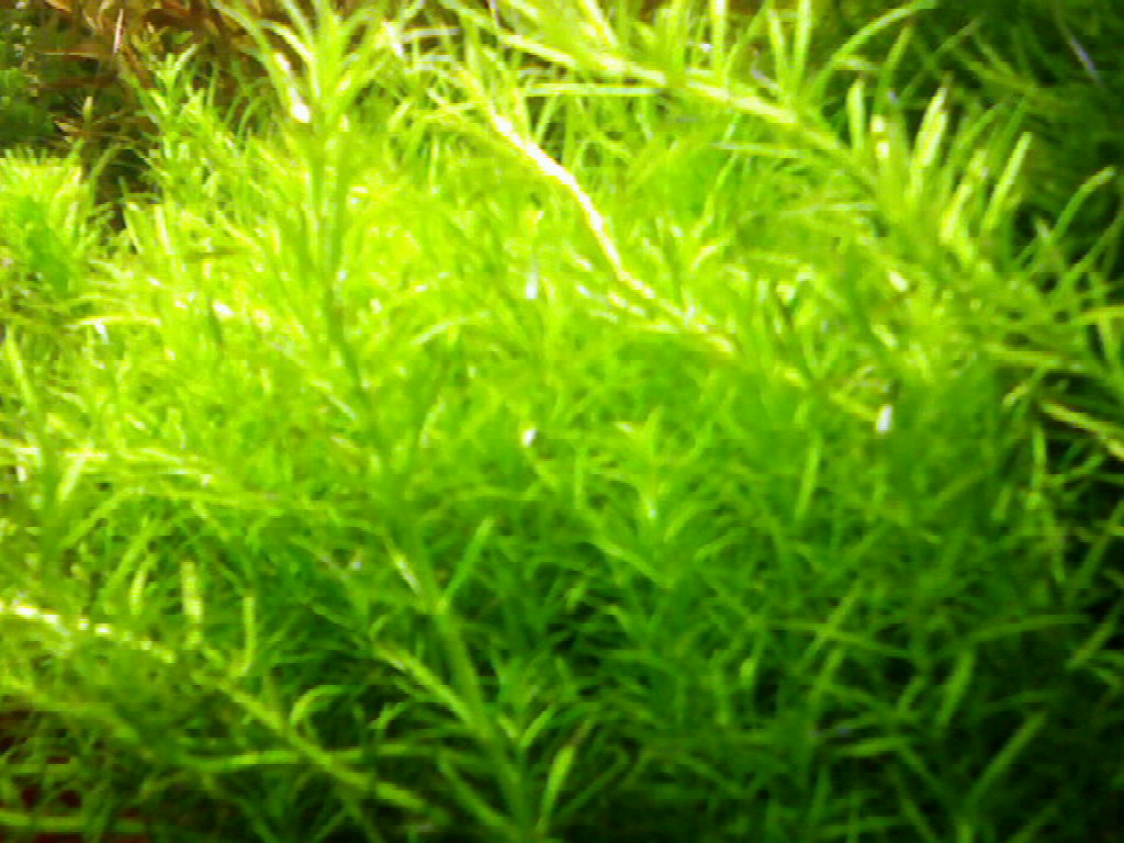 &quot;rotala Boschii&quot; - 002