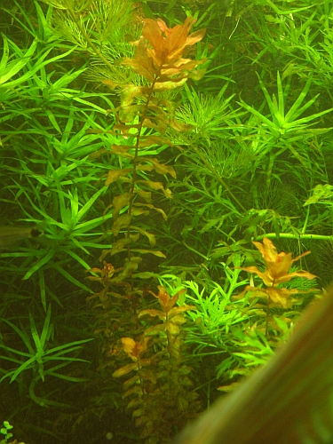 Rotala Macrandra