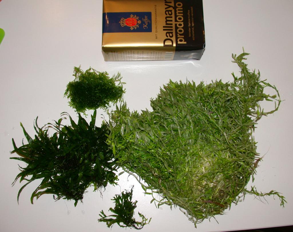 Rotala