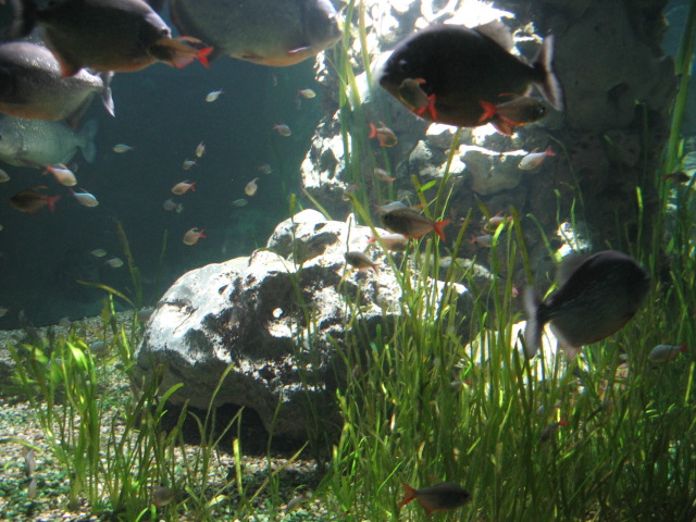 Salmler Becken Und Piranhas