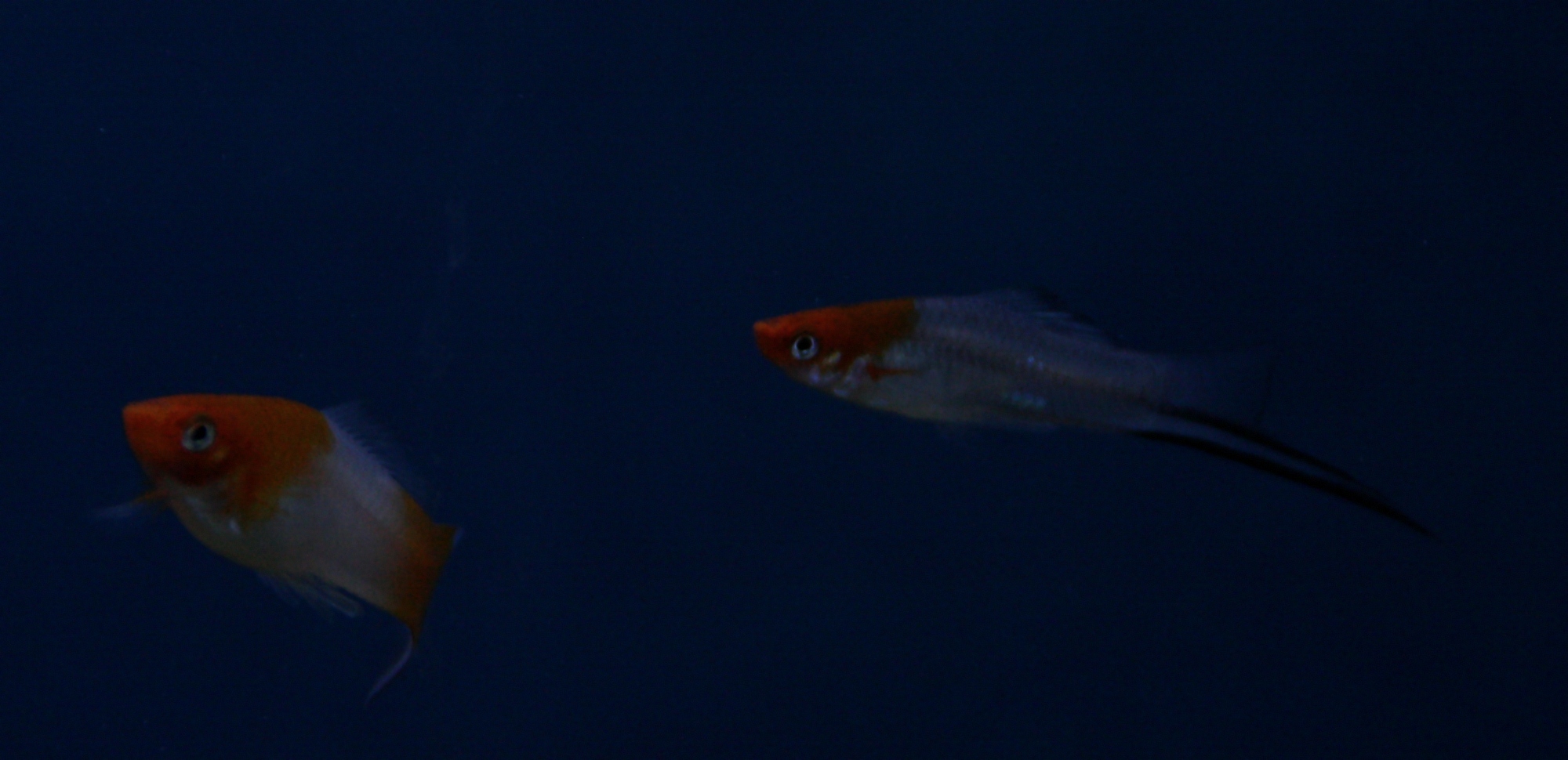 xiphophorus helleri koi 05